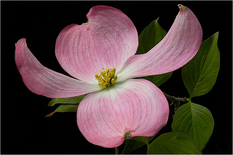 Pink Dogwood